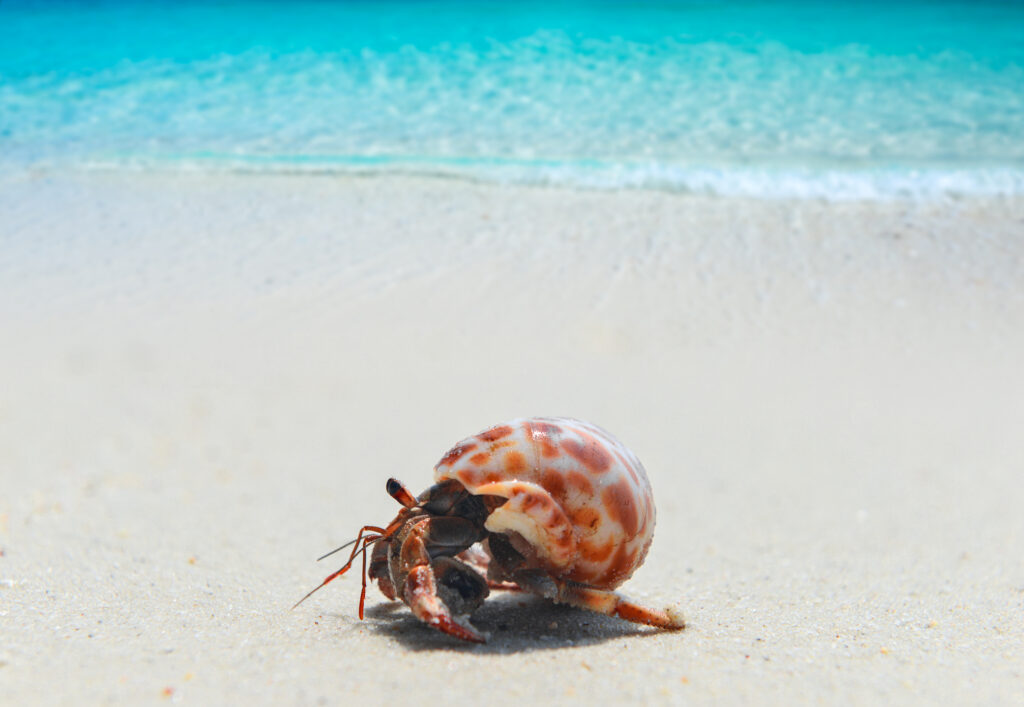 A hermit crab moves to a new shell only when it is the right one a reminder that the right move forward happens when the fit is right.